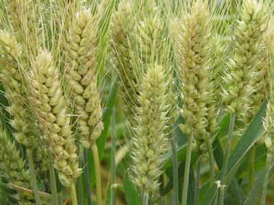 小麦种繁育基地