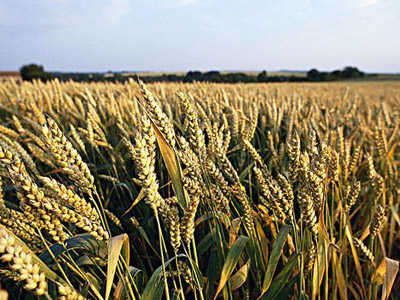 小麦繁育基地